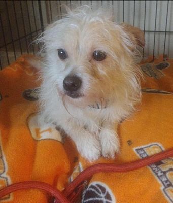 Bristol, CT - Yorkie, Yorkshire Terrier/Chihuahua. Meet Buddy a Pet for ...