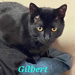 Photo of Gilbert