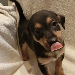 Thumbnail photo of Lucas~adopted! #4