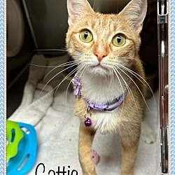 Thumbnail photo of CATTIE #1