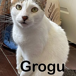 Thumbnail photo of Grogu (Nabisco) #3