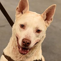 adopt a pet