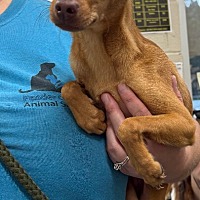 adopt a pet