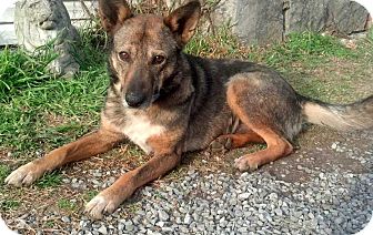dingo mixed with german shepherd