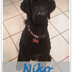 Thumbnail photo of Niko #2