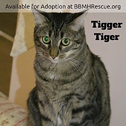Thumbnail photo of Tigger Tiger #3