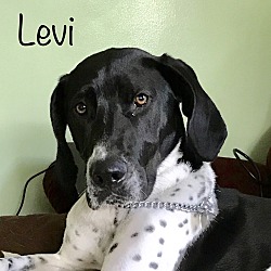 Thumbnail photo of Levi #1
