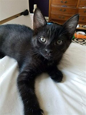 Nazareth, PA - Domestic Shorthair. Meet Angel's Waffles a Pet for ...