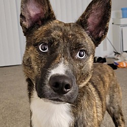 Photo of Deacon