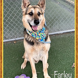 Thumbnail photo of FARLEY(in foster home) #4