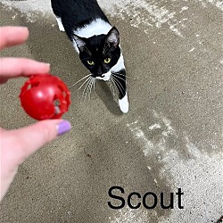 Thumbnail photo of scout #2