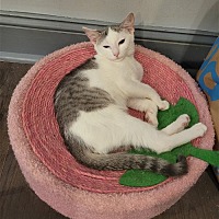 adopt a pet