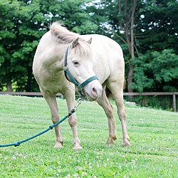 Thumbnail photo of Faith - Small 40" Pony #4