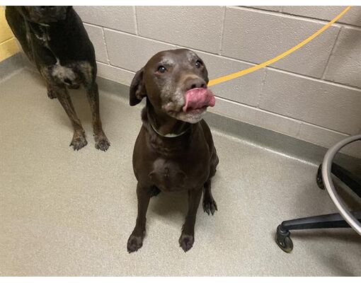 Colorado Springs, CO - Labrador Retriever. Meet LAYLA a Pet for ...