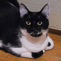 adopt a pet