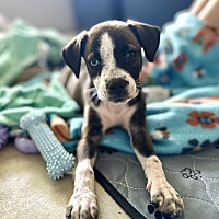 adopt a pet