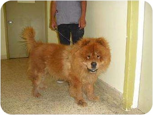 Marina del Rey, CA Chow Chow. Meet Red Rover a Pet for