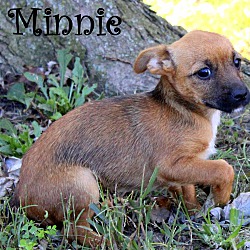 Thumbnail photo of Minnie~adopted! #1