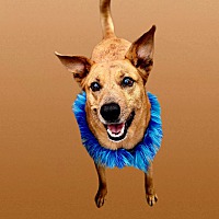 adopt a pet