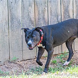 Thumbnail photo of Raven needs foster home #2