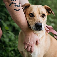 adopt a pet