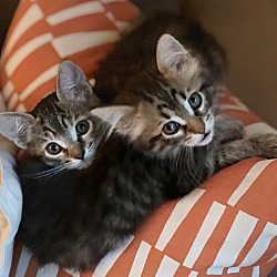 Thumbnail photo of Tegan & Sara! Sister Sweetness #1