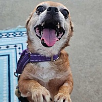 adopt a pet