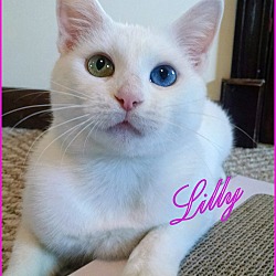 Thumbnail photo of Lilly ~ Stunning & Sweet !! #2