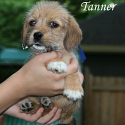 Thumbnail photo of Tanner #3
