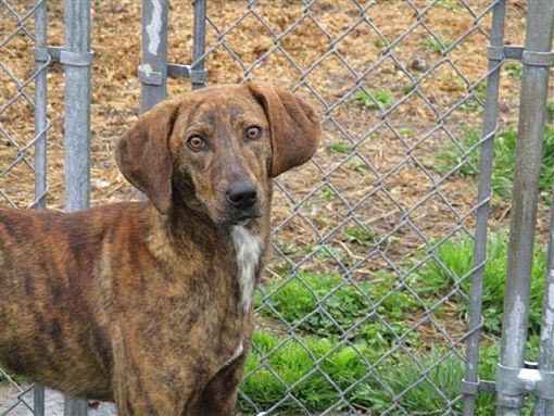 Brindle vizsla online