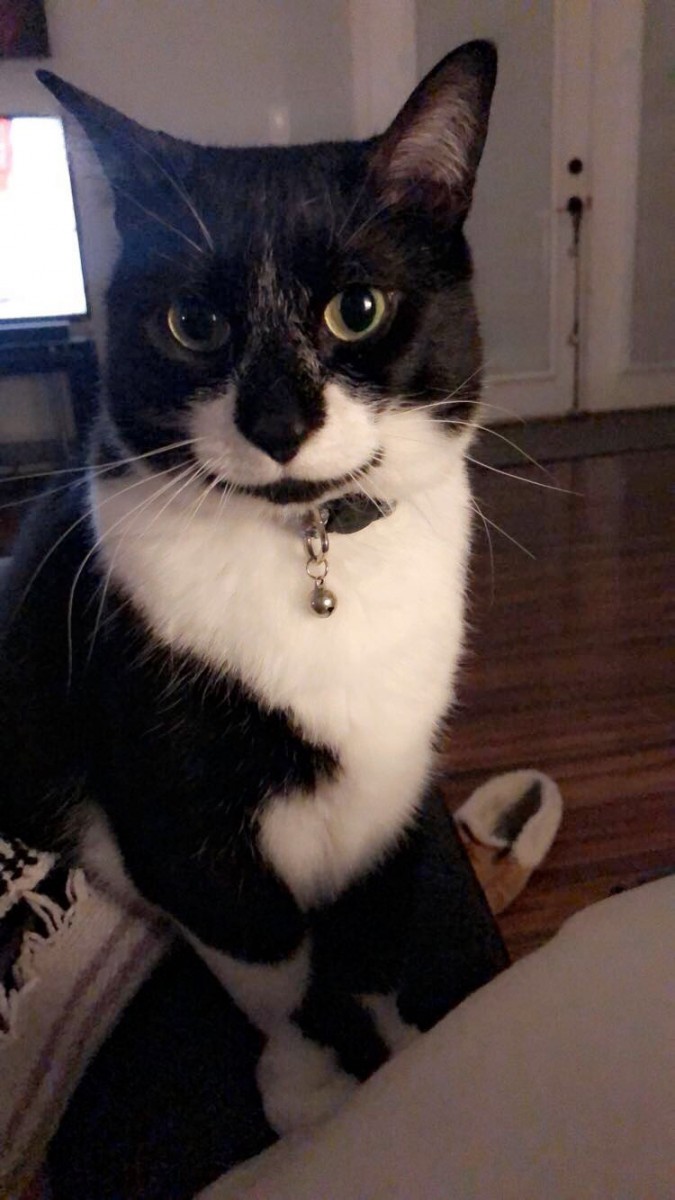 Adopt Midnight A Black White Or Tuxedo Domestic Mediumhair