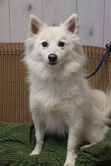American eskimo hot sale rescues