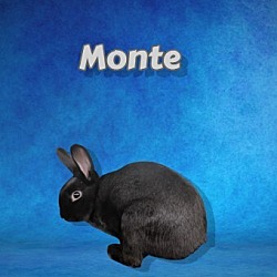 Photo of Monte (bonded to Moon)