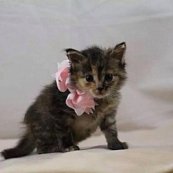 Thumbnail photo of *Courtesy post*  Kittens looking for a home #2