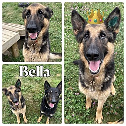 Photo of Bella - bonded to King