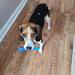Photo of Biscuit
