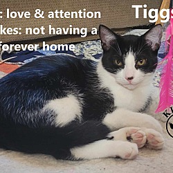 Thumbnail photo of Tiggs #4