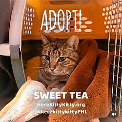 Thumbnail photo of Sweet Tea #1