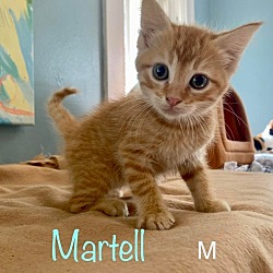 Photo of Martell