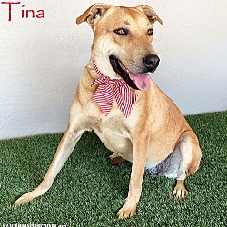 Thumbnail photo of Tina #1