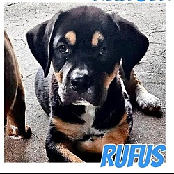 Thumbnail photo of Rufus #1