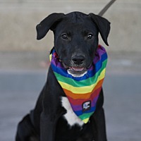 adopt a pet