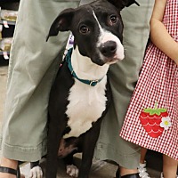 adopt a pet