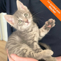 adopt a pet