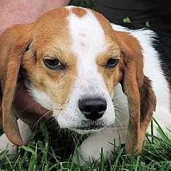 Thumbnail photo of Bob the Beagle #1