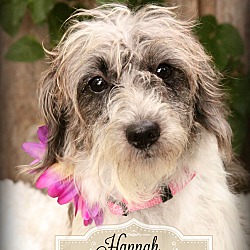 Thumbnail photo of Hannah-Pending Adoption #1