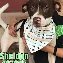 Thumbnail photo of Sheldon #4