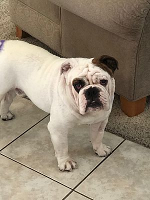 Las Vegas, NV - English Bulldog. Meet Dougie a Pet for Adoption ...