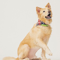 Thumbnail photo of Dodger(Formosan Mountain Dog) #3