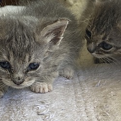 Thumbnail photo of Kittens  #2